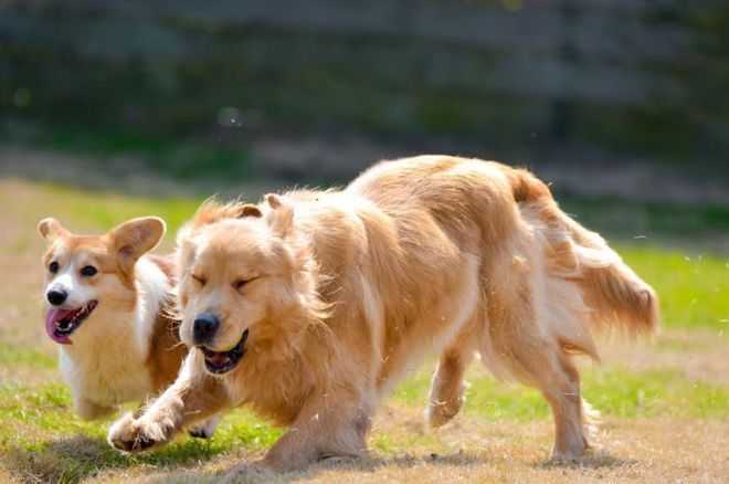 Dog Body Parts to Avoid Touching to Prevent Bites