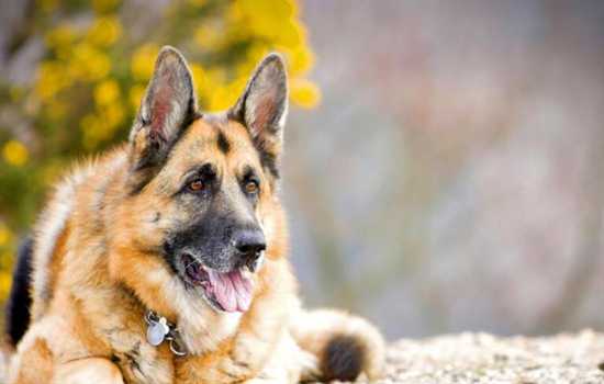 Understanding Canine Perception of Death: Insights & Ob