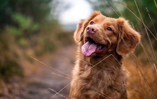 The dog cured my insomnia.