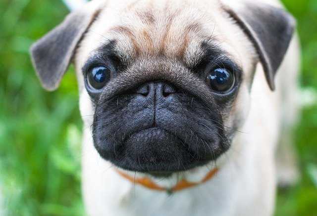 How should I feed a French Bulldog singleton puppy?