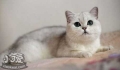 Pet kidney failure early symptoms manifestation can be trans.