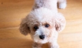 ：

What are the symptoms of pet separation anxiety?.