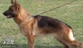 Grandpa's pet dog, nurtured with love.