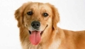 The innate symptoms of diabetes in dogs can be translated in