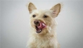 Dog Atrophic Nephropathy symptoms and treatment.