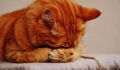 What should I do if my pet is coughing and dry heaving?.