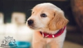 Is it easy to take care of a one-month-old puppy? video. 

N