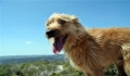 How to feed a greedy Golden Retriever pet foodie.