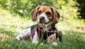 Is it a good idea to feed a dog with panda eyes?