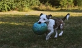 Teddy bear puppies, three months old, how to provide water f