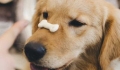 How should a newly born Samoyed puppy be fed?