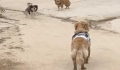 Feeding Stray Dogs Debate - Full Version  into Ame