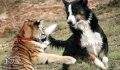 Why is the dog excited after getting a grooming session?