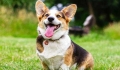 Dog Smell Causes & Solutions: Freshen Up Your Pup!