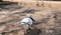 How to feed a lion dog or a pet lion dog properly.