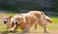 How to feed a two-year-old pet dog.