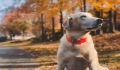 Pet dogs with mange sarcoptic mange or demodectic mange may .