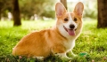 Dog diarrhea may be a symptom of an illness.