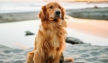 How should a three to four month old Golden Retriever be fed