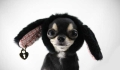 Cheap pet grooming group deal in Star City 

Note:  is trans