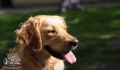 Pet dogs' distemper symptoms can be translated into American