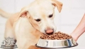 Pet dimethylaminopropionitrile DMAPN poisoning symptoms can .