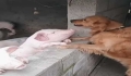 How to feed a rabbit puppy as a pet. 

Note: It seems there 