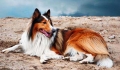 Pet dog four legs grooming is how you might translate  into 