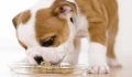 How should you feed a Pug puppy when it's young?