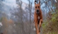 Is Dandruff on Dogs a Sign of Skin Disease?