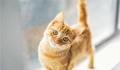 How should one feed a domestic shorthair cat?