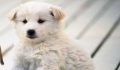 ？

How to feed a one-month-old Chai dog can be translated in