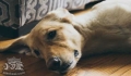 What should you do if a dog has symptoms of pancreatitis?