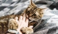 Sudden Increase in Cat's Appetite: Possible Causes Expl