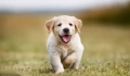 How to feed a puppy and at what age should it be separated f