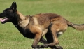 Pet dogs have feathers attached to their heads for grooming.