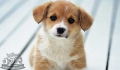 How to treat the symptoms of pet nephritis?.