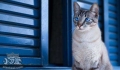 The symptoms before a pet passes away can be translated into.