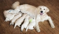 How to feed two puppies deliciously.