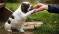 The Si County Pet Dog Bath and Grooming Shop