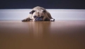 Do pets get heat stroke and what should I do if they do?.